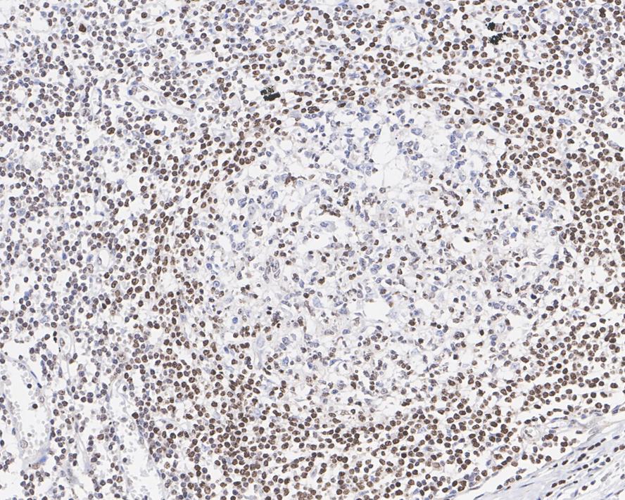 SP110 Antibody (PSH03-66)