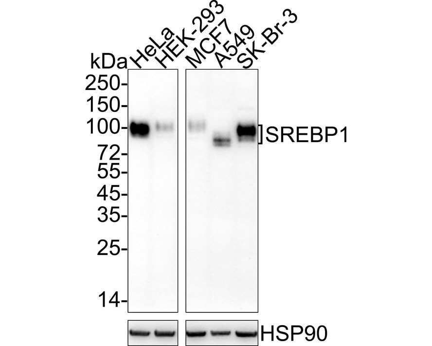 SREBP1 Antibody (PSH04-61) Western Blot: SREBP1 Antibody (PSH04-61) [NBP3-32977]