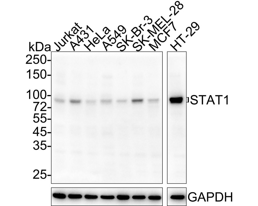 STAT1 Antibody (G3-B11-R)