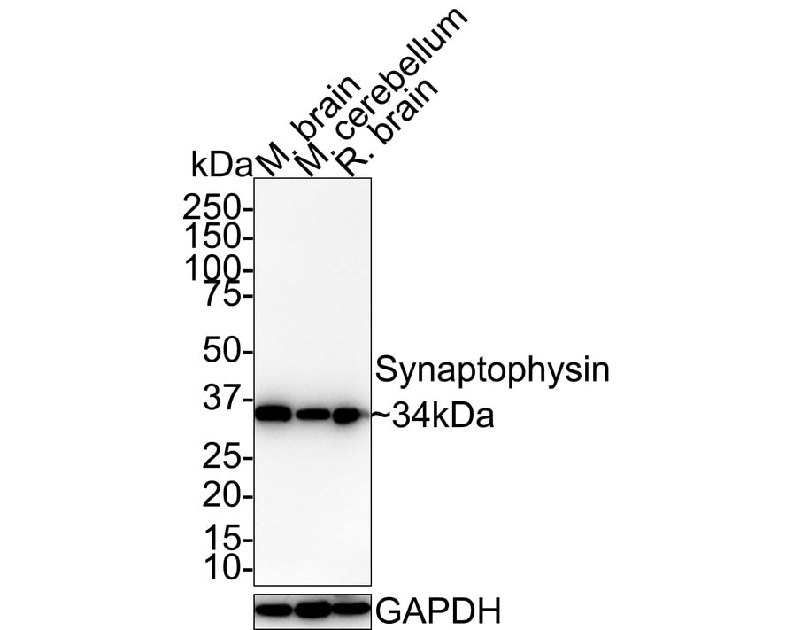 Synaptophysin Antibody (JE42-51) Western Blot: Synaptophysin Antibody (JE42-51) [NBP3-32986]