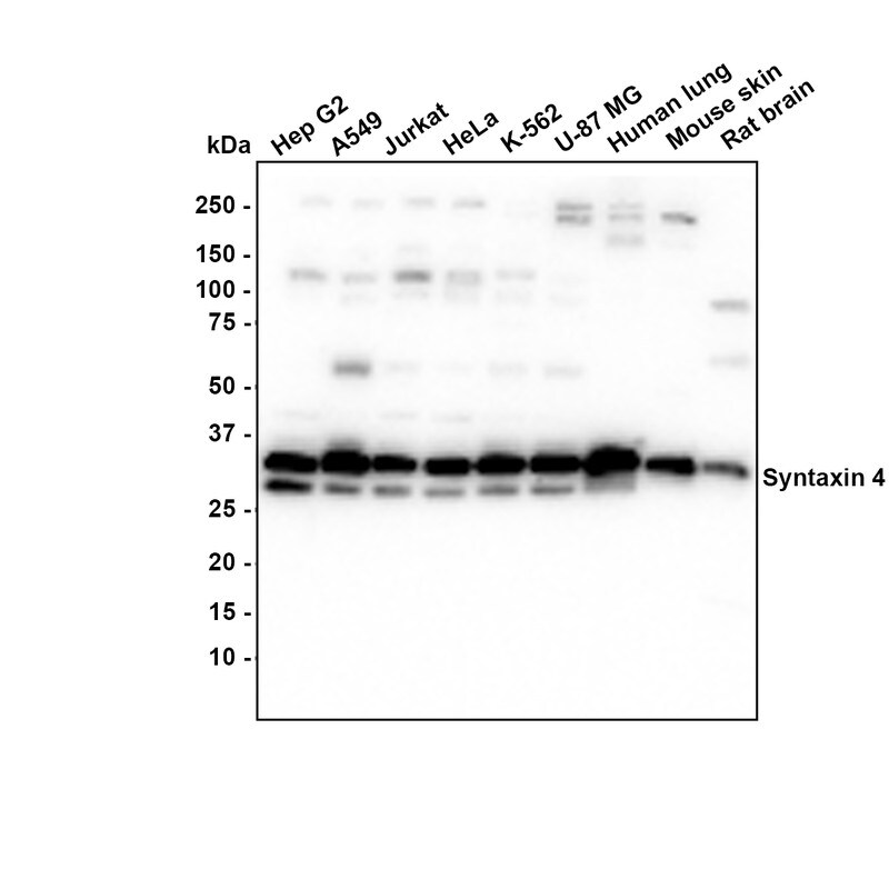 Syntaxin 4 Antibody (JE35-92) Western Blot: Syntaxin 4 Antibody (JE35-92) [NBP3-32989]