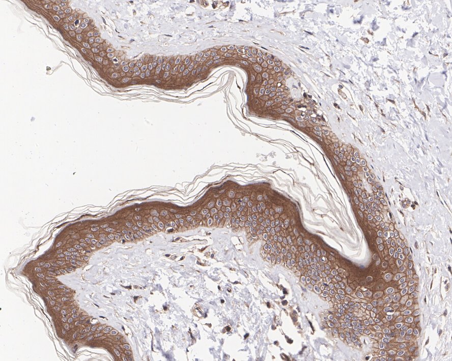 Syntaxin 4 Antibody (JE35-92)