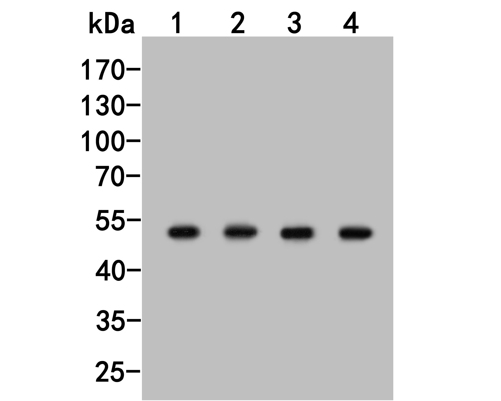 TAT Antibody Western Blot: TAT Antibody [NBP3-32995]