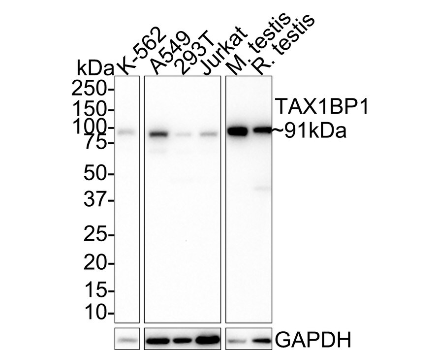 TAX1BP1 Antibody (JE34-80) Western Blot: TAX1BP1 Antibody (JE34-80) [NBP3-32996]