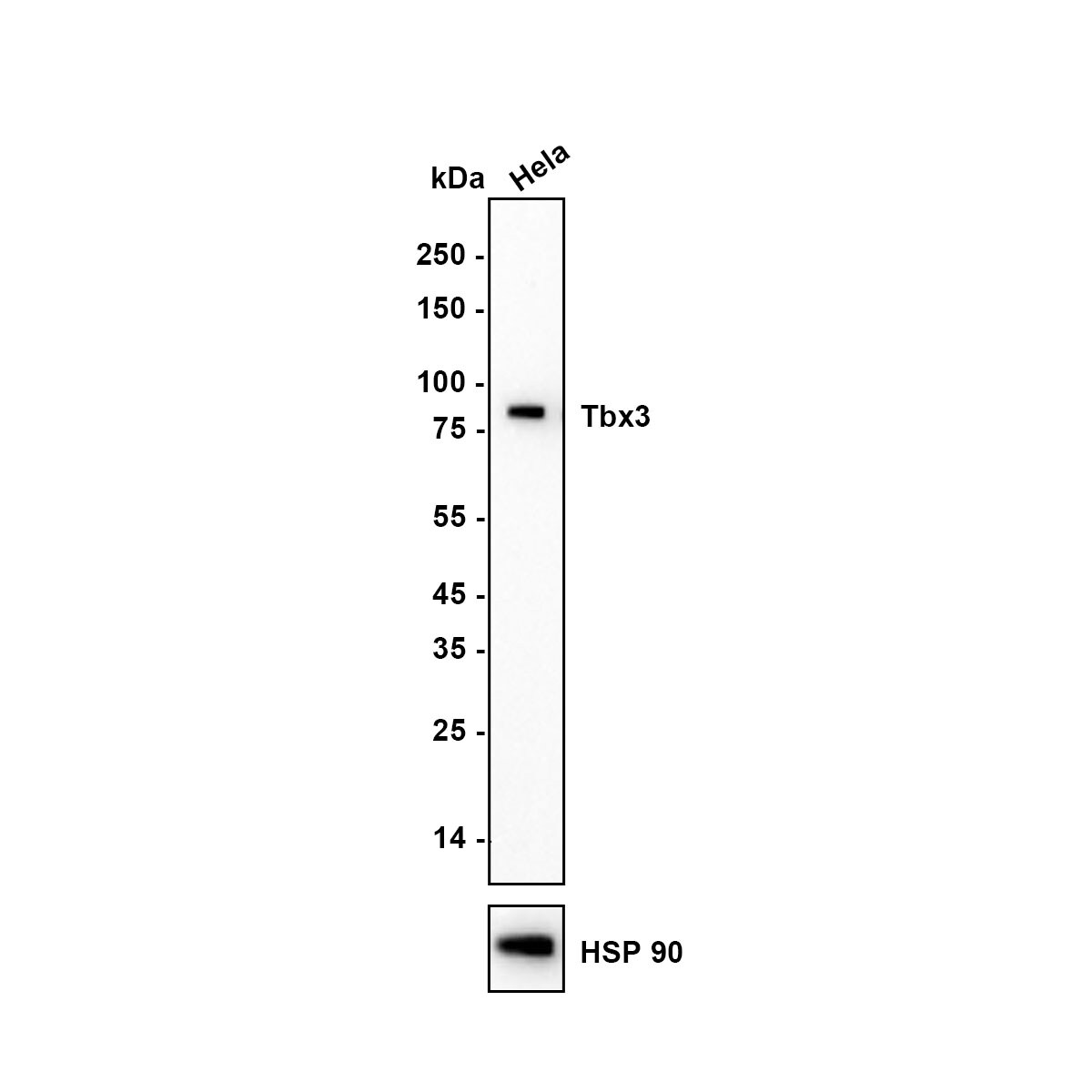 TBX3 Antibody (JE33-38) Western Blot: TBX3 Antibody (JE33-38) [NBP3-32998]