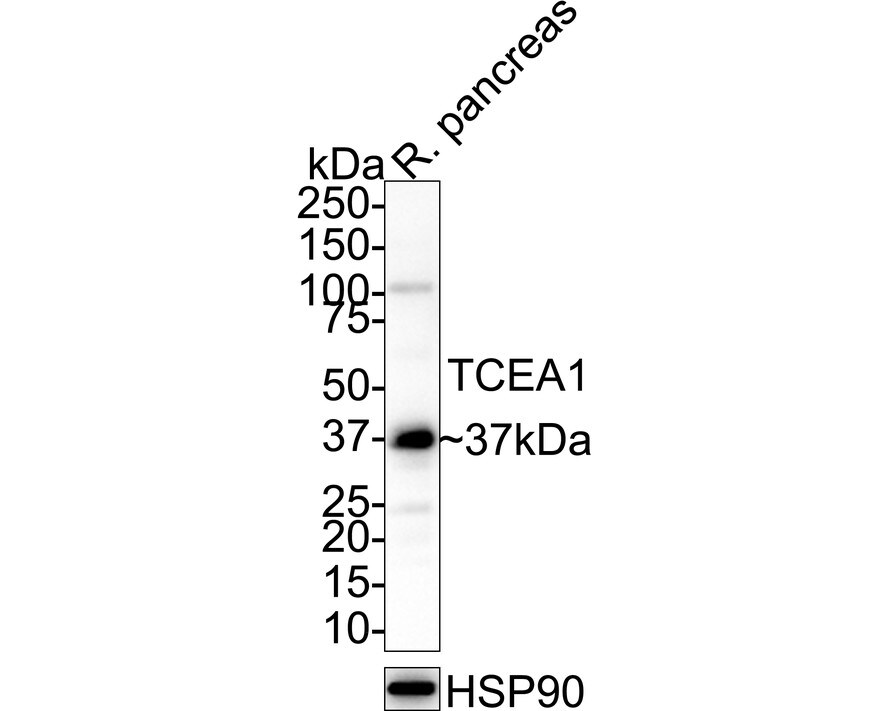 TCEA1 Antibody (JE64-90) Western Blot: TCEA1 Antibody (JE64-90) [NBP3-32999]