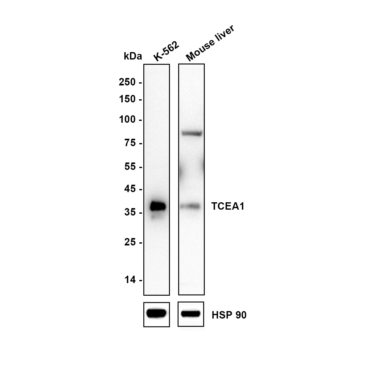 TCEA1 Antibody (JE64-90) Western Blot: TCEA1 Antibody (JE64-90) [NBP3-32999]