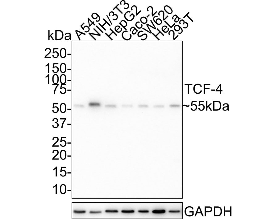 TCF4 Antibody (JE41-73) Western Blot: TCF4 Antibody (JE41-73) [NBP3-33000]