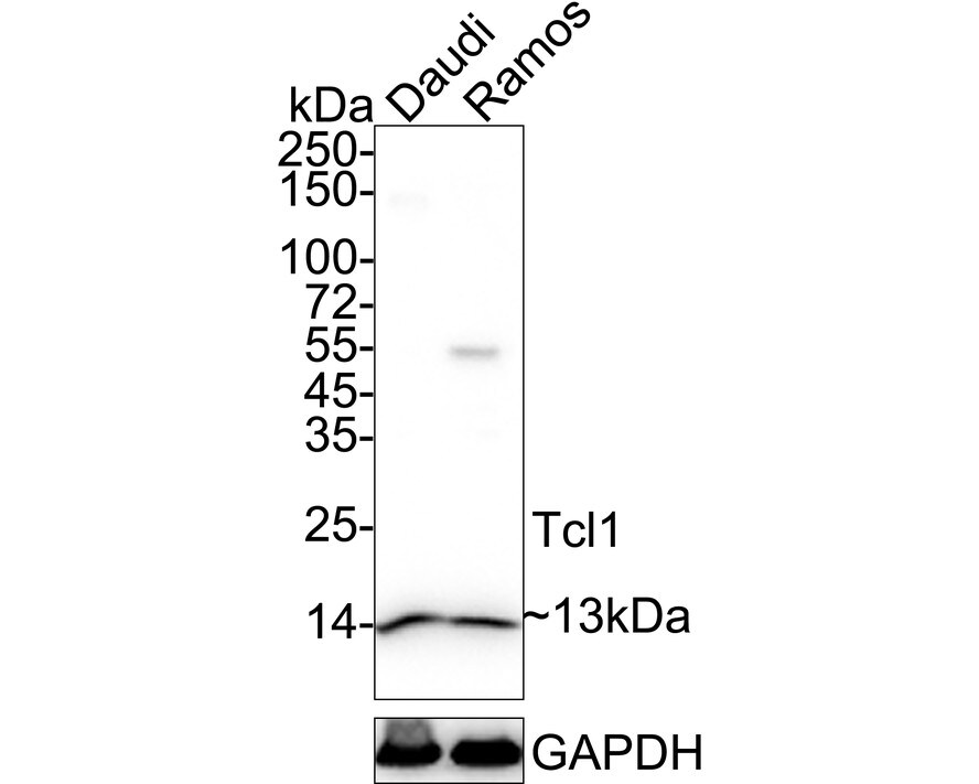 TCL1A Antibody (PD00-94) Western Blot: TCL1A Antibody (PD00-94) [NBP3-33001]