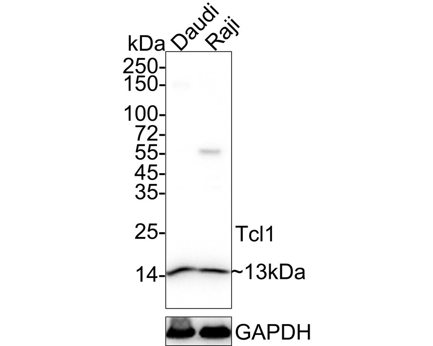 TCL1A Antibody (PD00-94)