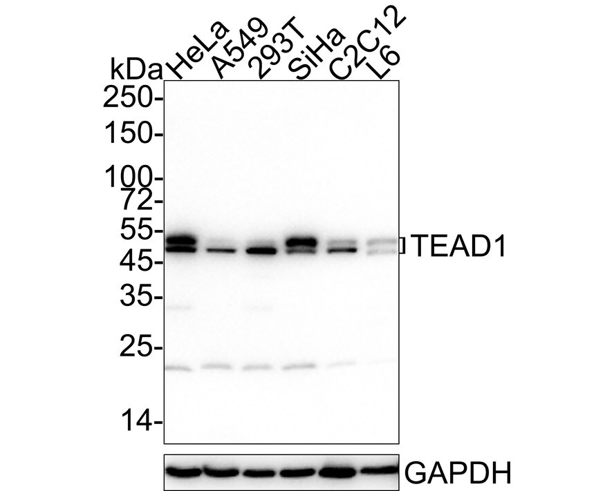 TEAD1 Antibody (JE45-37) Western Blot: TEAD1 Antibody (JE45-37) [NBP3-33004]