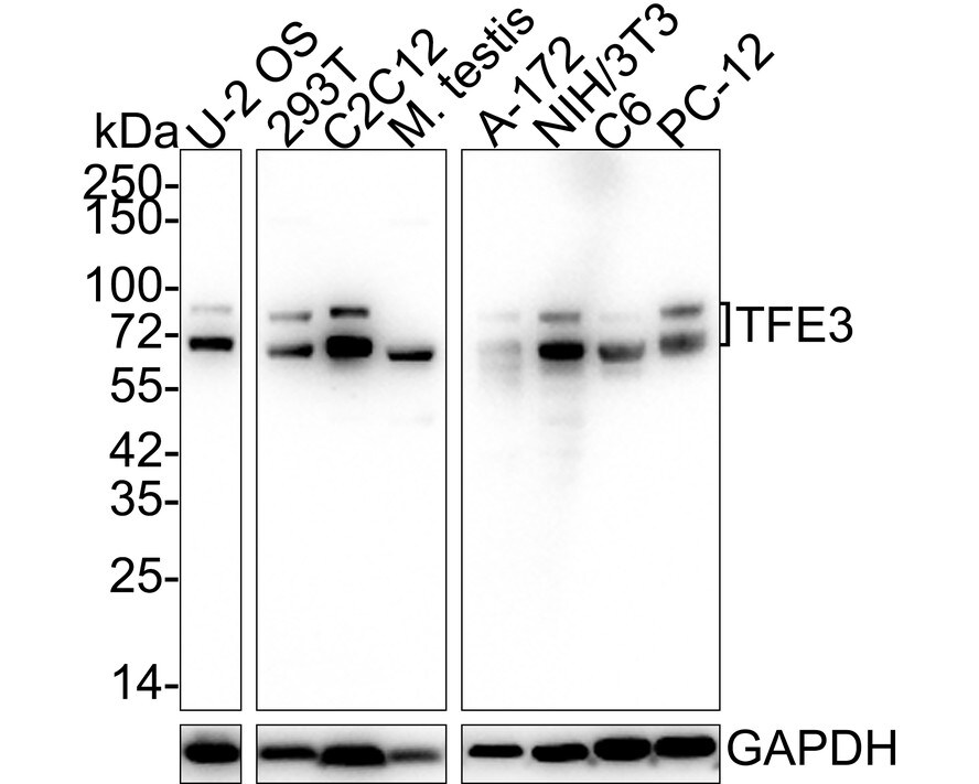 Transcription factor E3 Antibody (JE60-60) Western Blot: Transcription factor E3 Antibody (JE60-60) [NBP3-33005]
