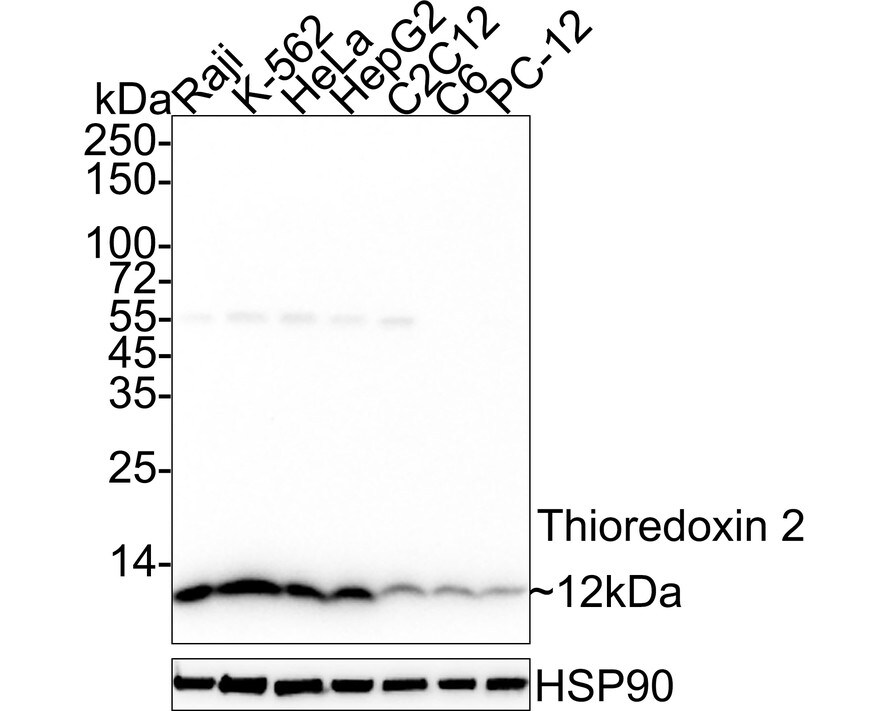 Thioredoxin-2 Antibody (JE35-76) Western Blot: Thioredoxin-2 Antibody (JE35-76) [NBP3-33011]
