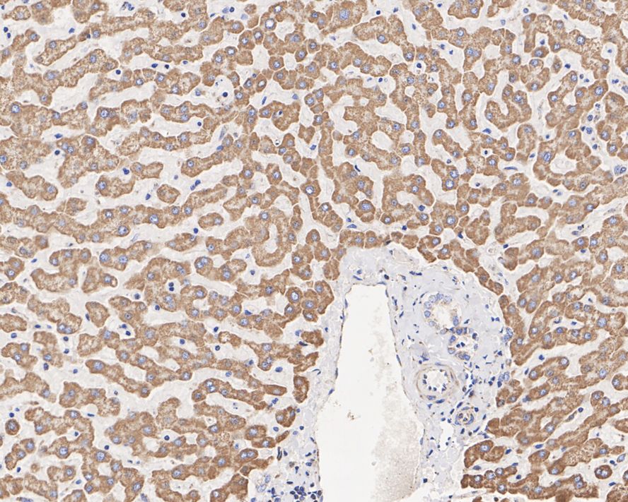 Thioredoxin-2 Antibody (JE35-76)