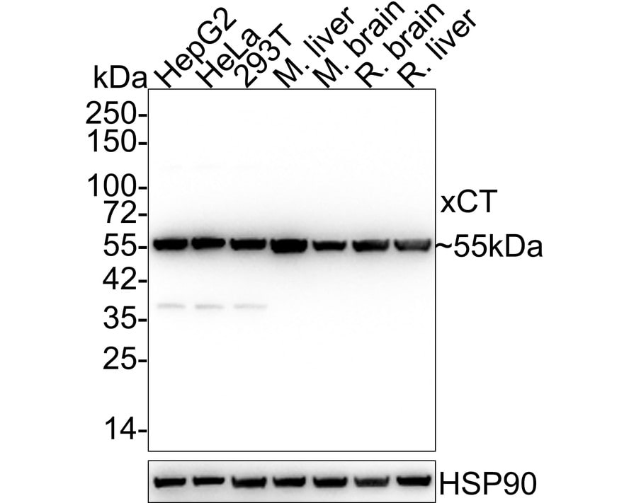 xCT Antibody (JE31-93)