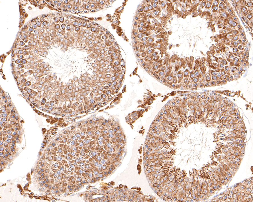 TIMM23 Antibody