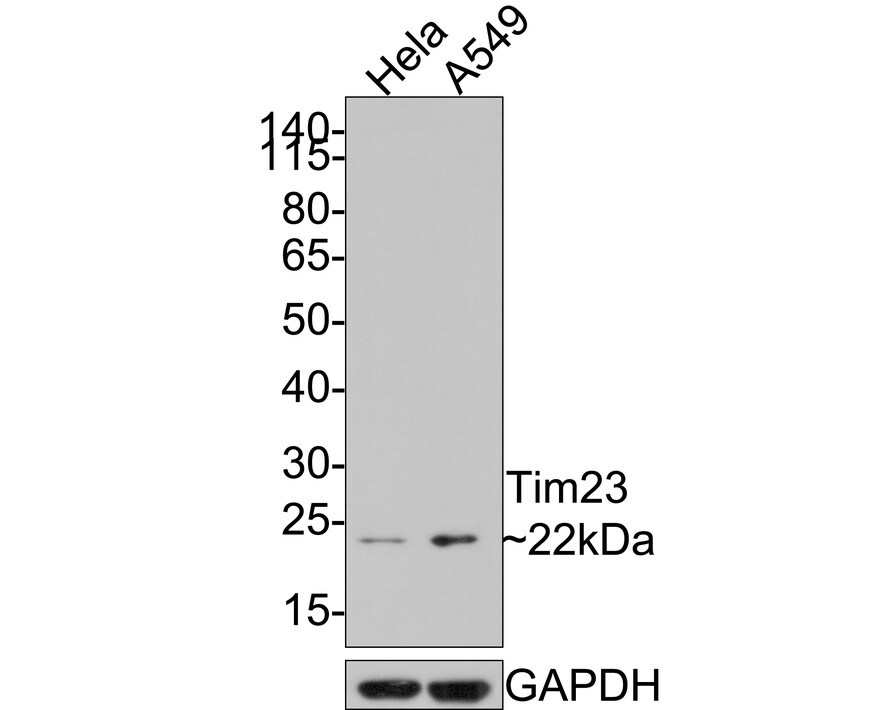 TIMM23 Antibody