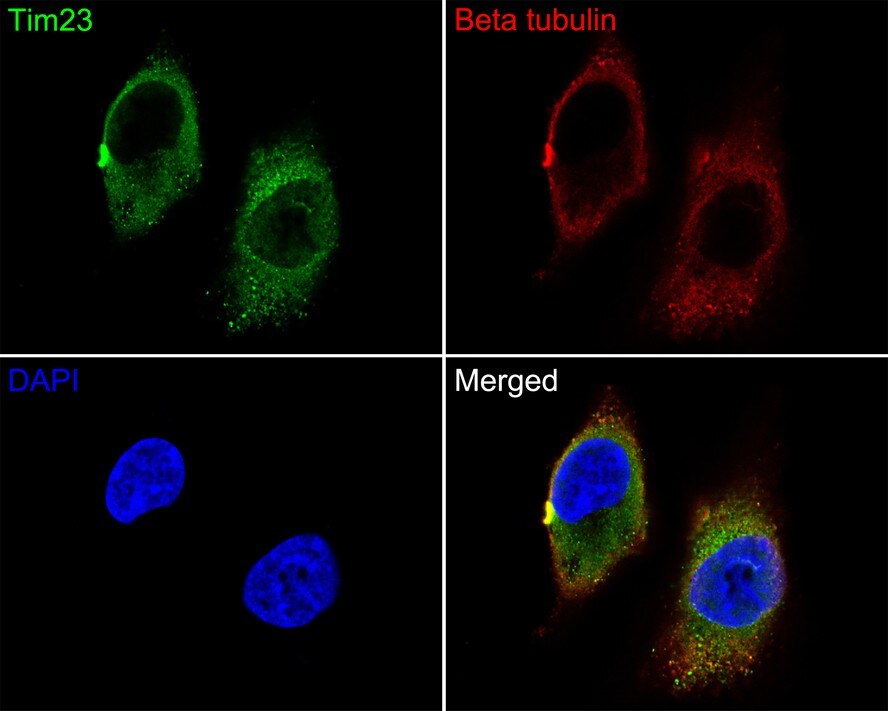TIMM23 Antibody