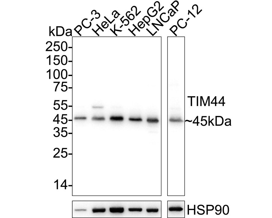 TIMM44 Antibody (JE65-55) Western Blot: TIMM44 Antibody (JE65-55) [NBP3-33020]