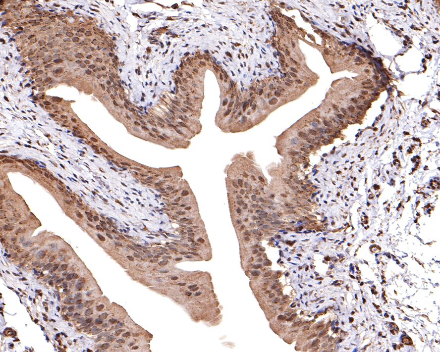 TMED5 Antibody