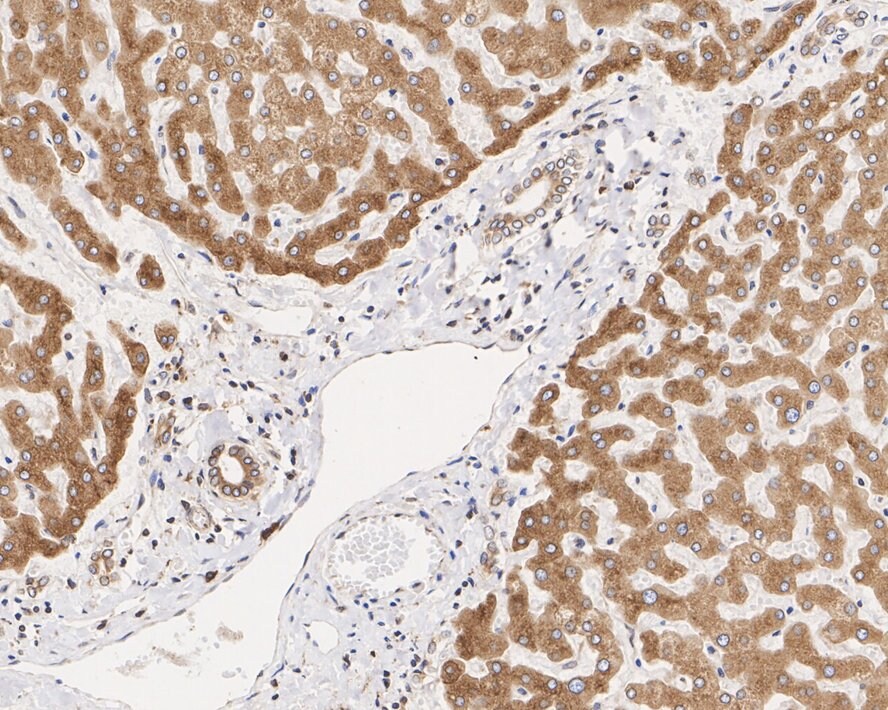 TMED9 Antibody (A9A8)