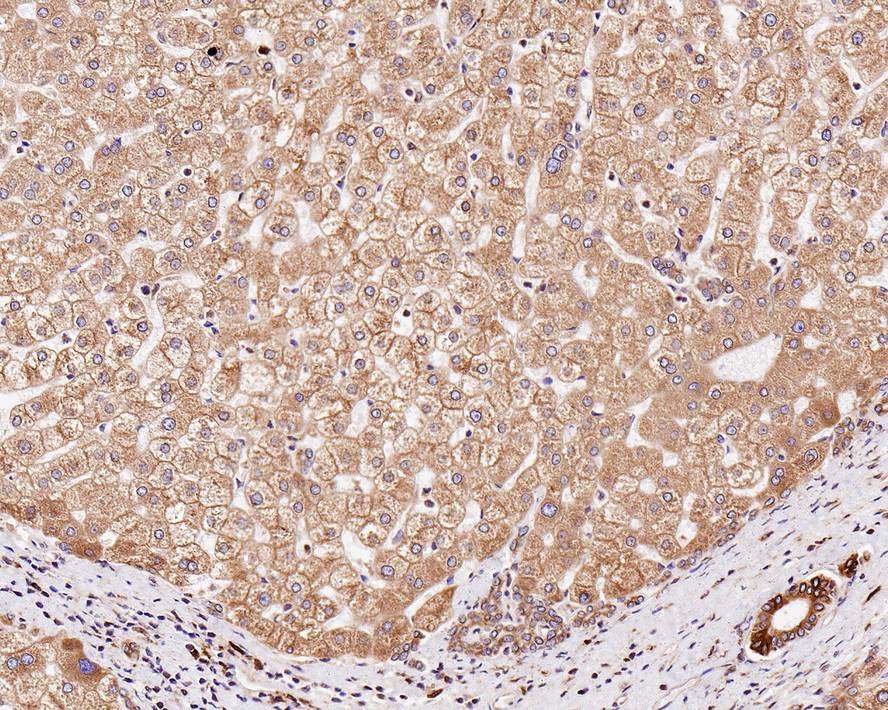 TMED9 Antibody (A9A7-R)