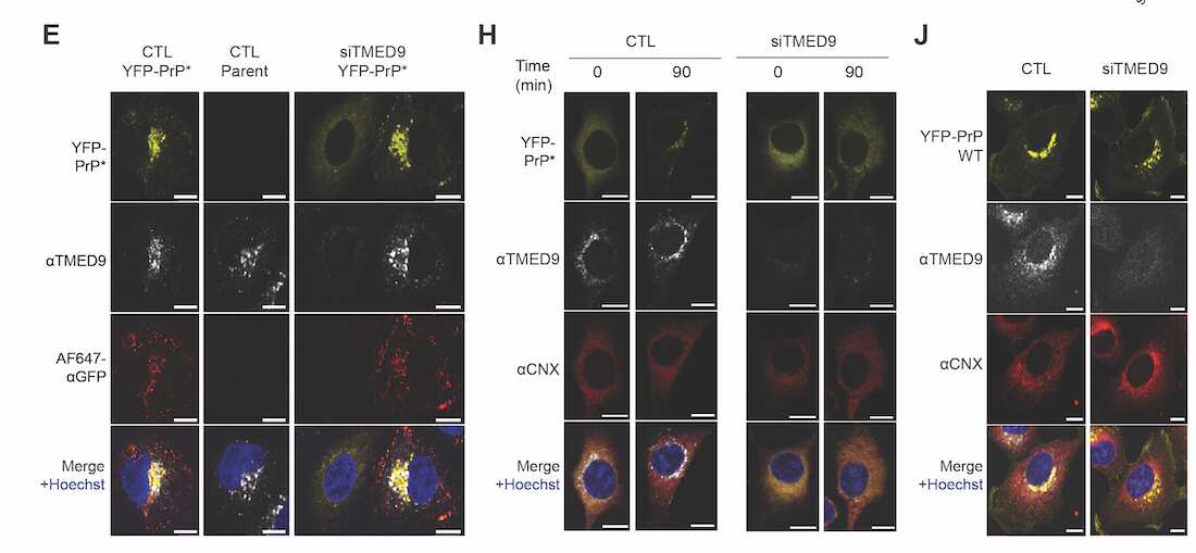 TMED9 Antibody (A9A8-R)