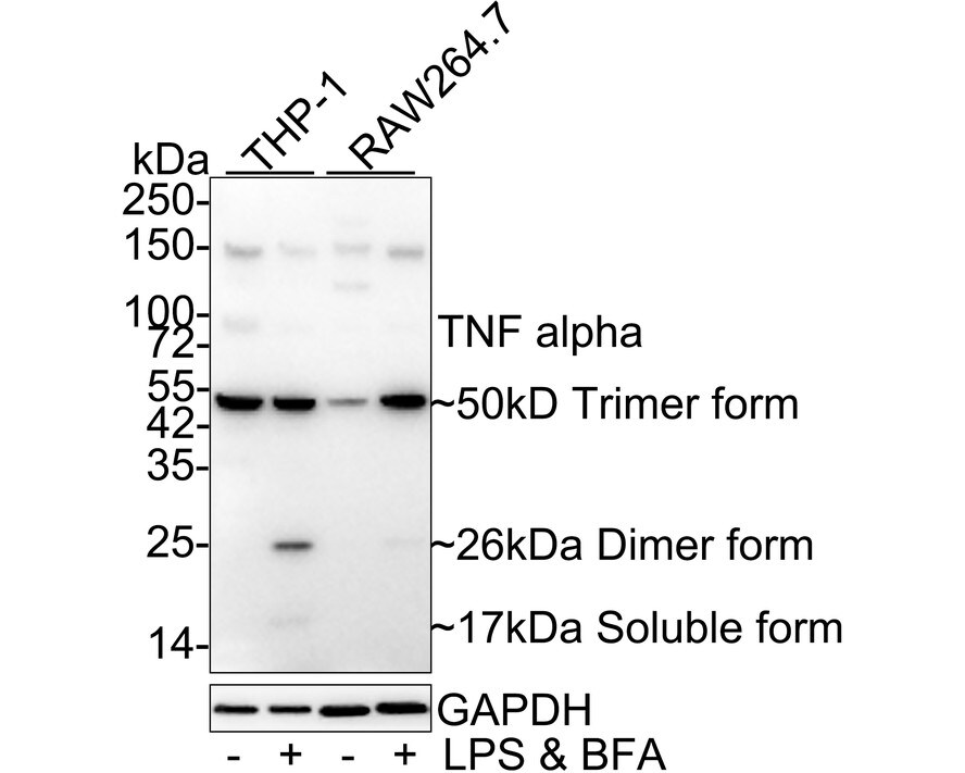 TNF-alpha Antibody (PS01-07)