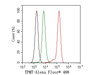 TPMT Antibody (JE64-09)