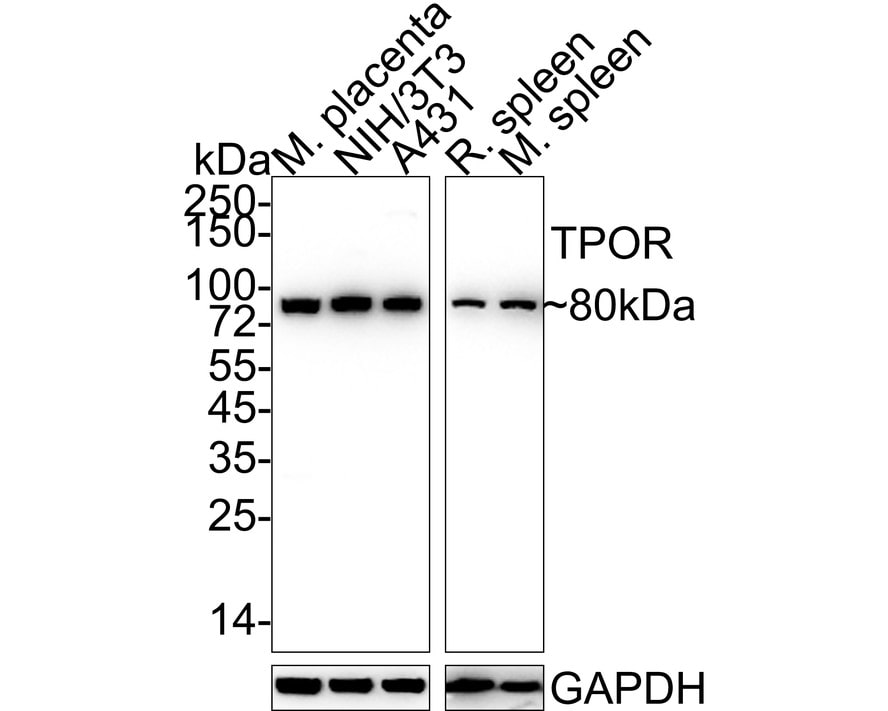 Thrombopoietin R/Tpo R Antibody (JE58-00)
