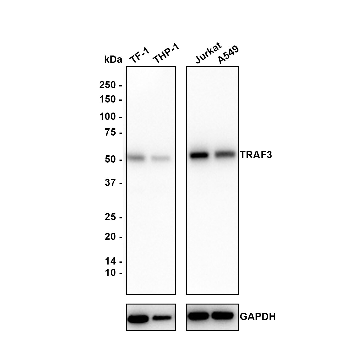 TRAF-3 Antibody (PSH01-30) Western Blot: TRAF-3 Antibody (PSH01-30) [NBP3-33042]