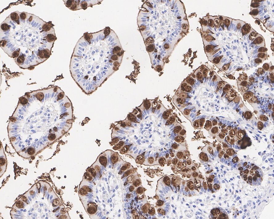 TFF3 Antibody (JE32-01)