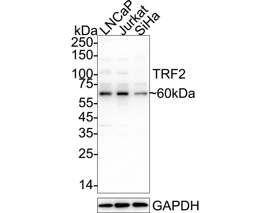 TRF-2 Antibody (JE37-57) Western Blot: TRF-2 Antibody (JE37-57) [NBP3-33049]