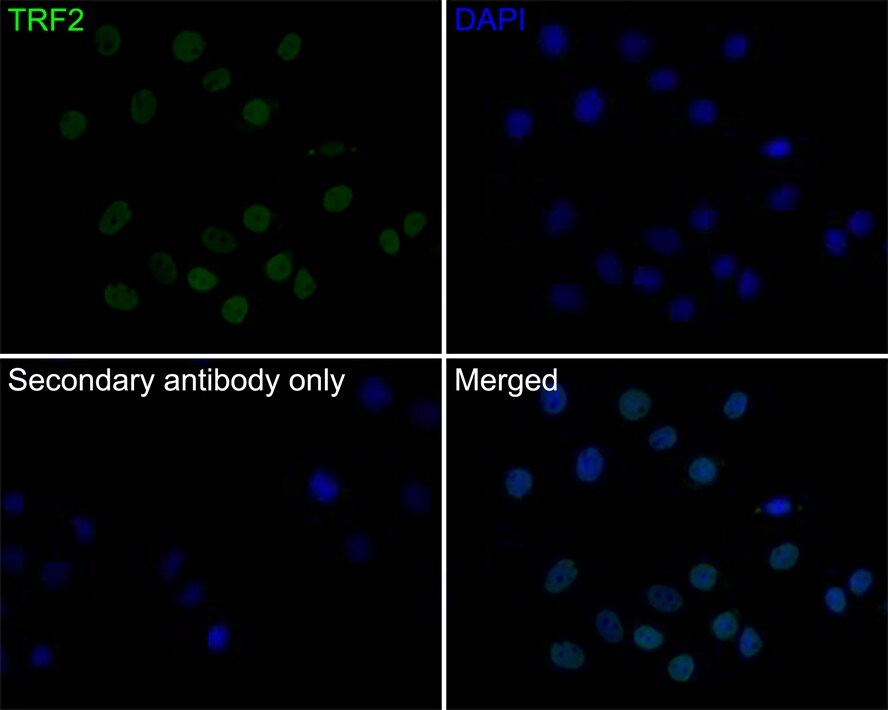 TRF-2 Antibody (JE37-57)