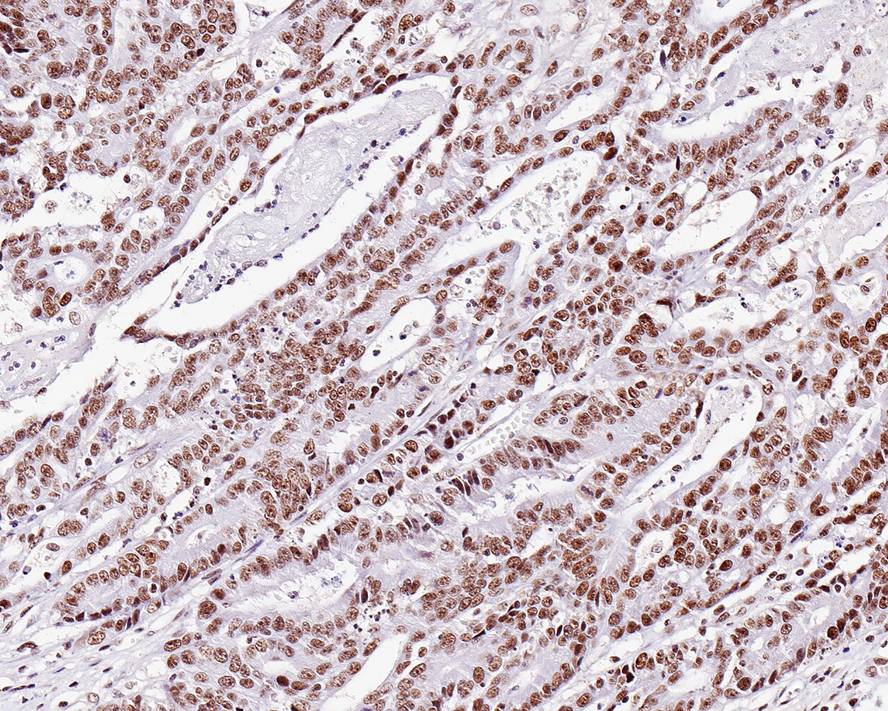TRF-2 Antibody (JE37-57)