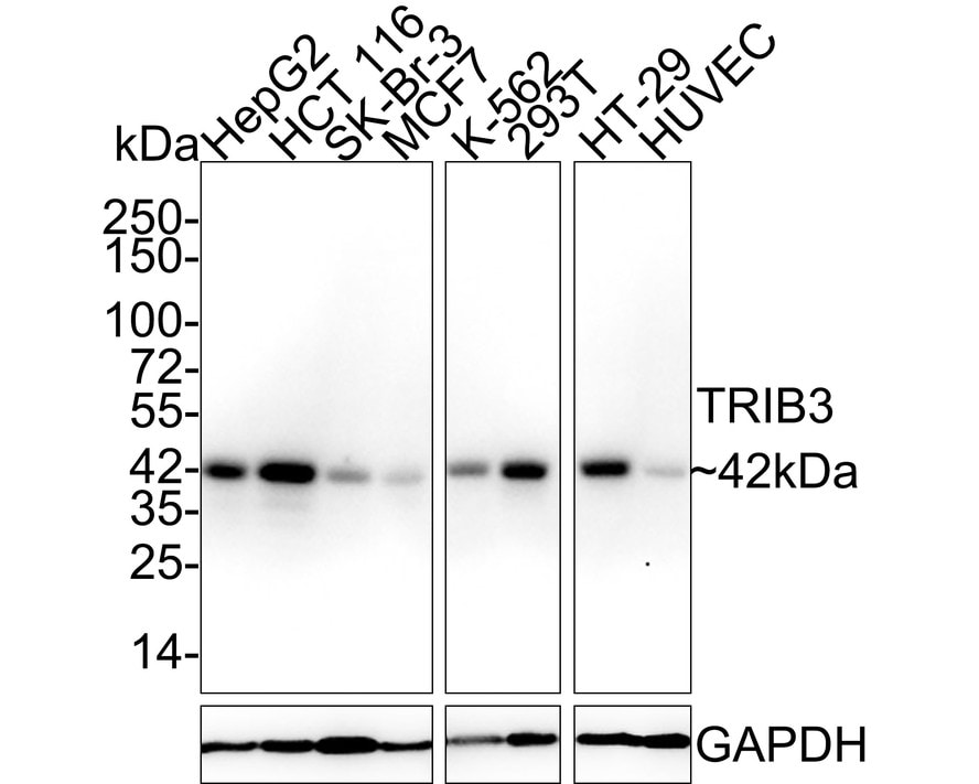 TRIB3 Antibody (PSH02-13) Western Blot: TRIB3 Antibody (PSH02-13) [NBP3-33050]