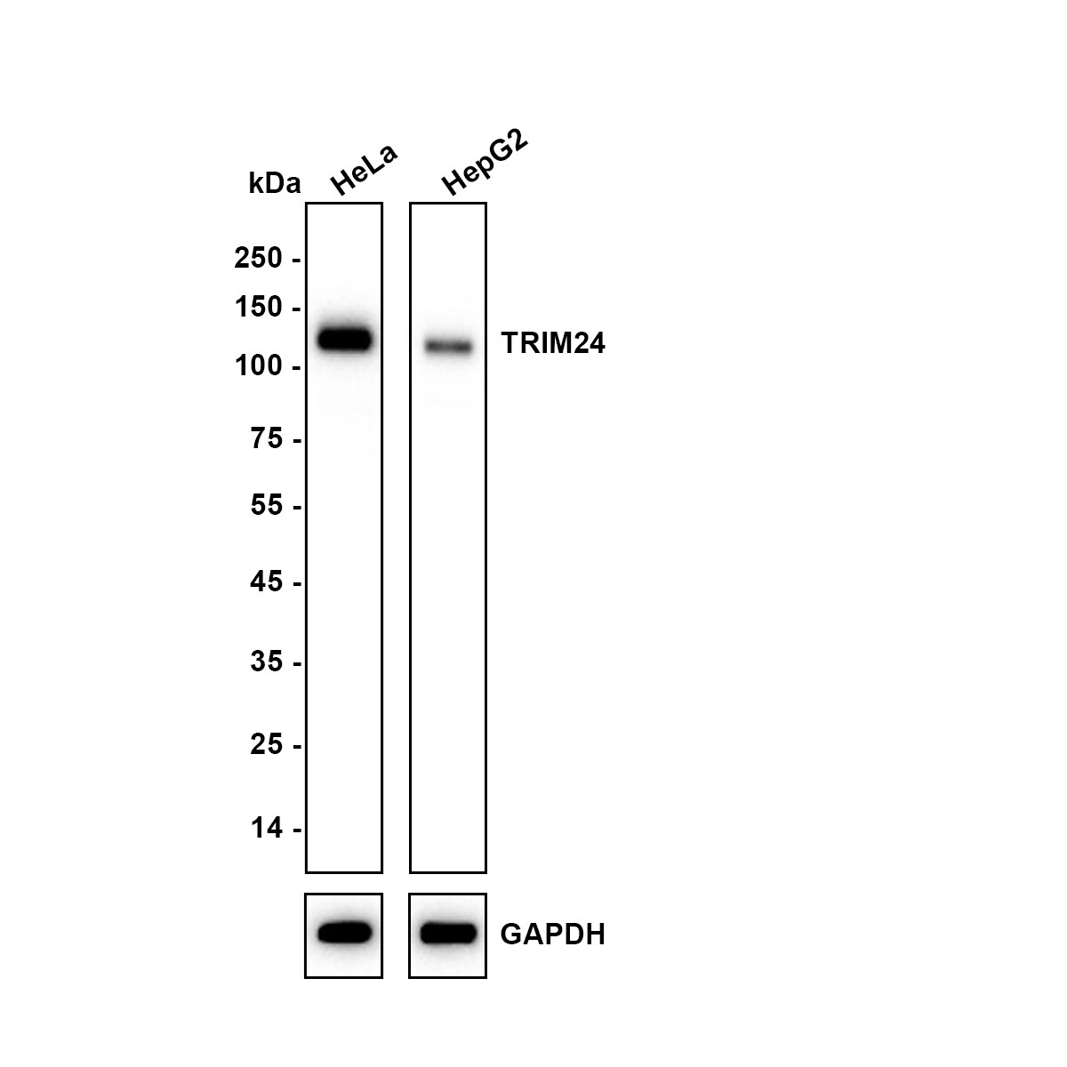 TIF1 alpha Antibody (JE64-31) Western Blot: TIF1 alpha Antibody (JE64-31) [NBP3-33052]