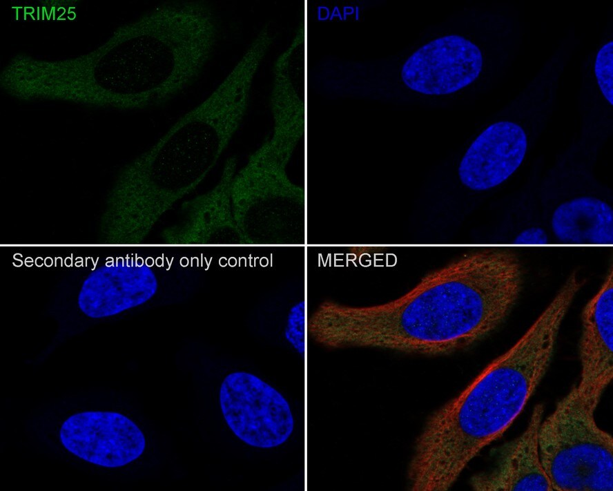 TRIM25 Antibody (JE57-43)
