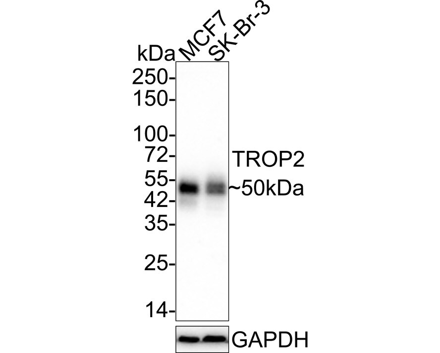 TROP-2 Antibody (A10G7-R) Western Blot: TROP-2 Antibody (A10G7-R) [NBP3-33057]