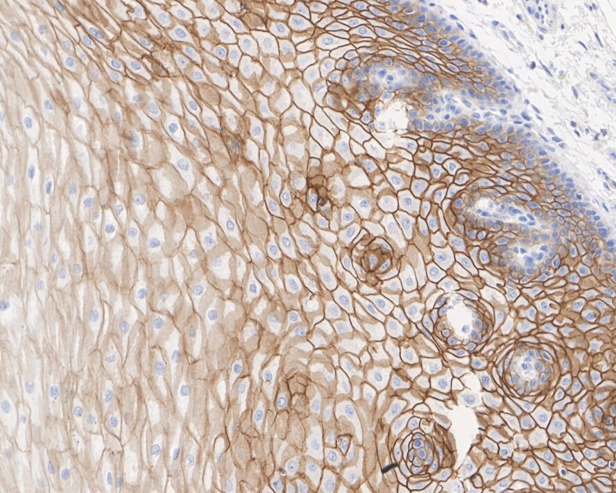 TROP-2 Antibody (A5E2-R)