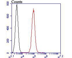 TRPV6 Antibody