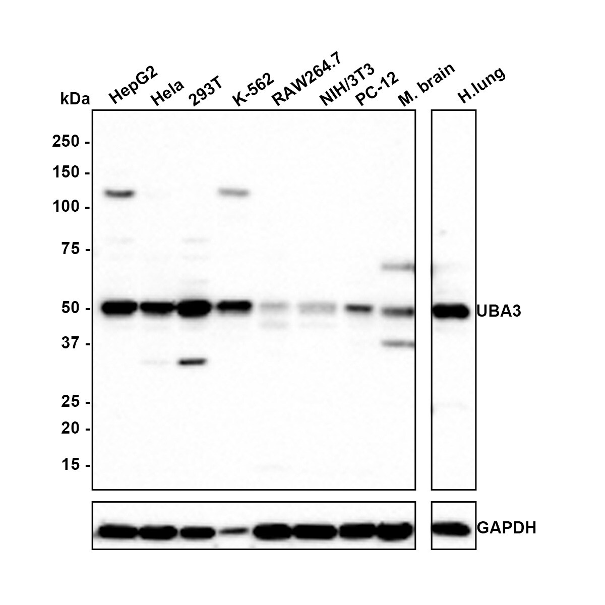 UBA3 Antibody (1B5-2-3-R) Western Blot: UBA3 Antibody (1B5-2-3-R) [NBP3-33072]
