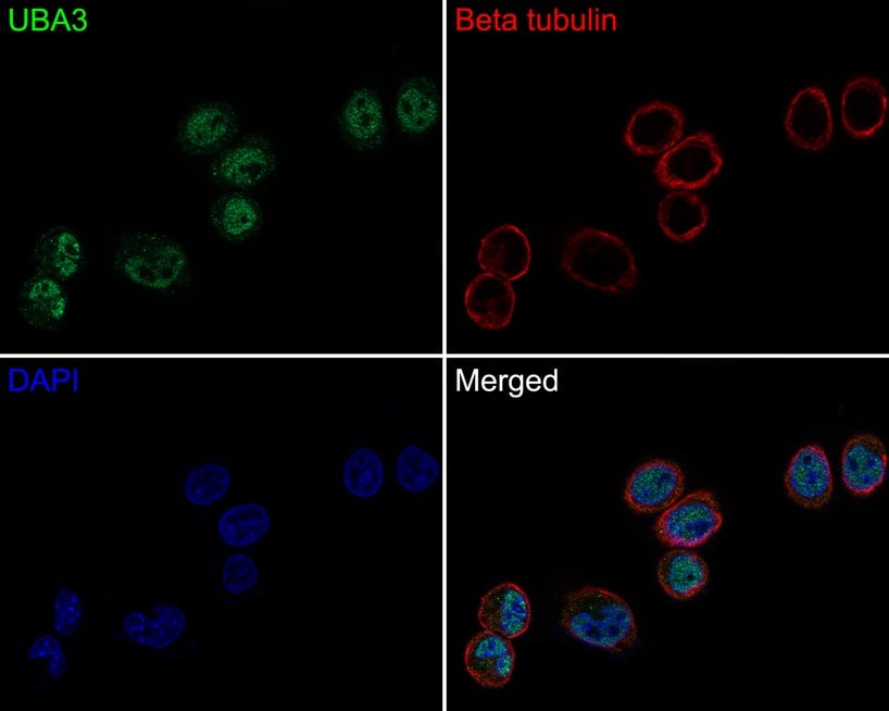 UBA3 Antibody (1B5-2-3-R)