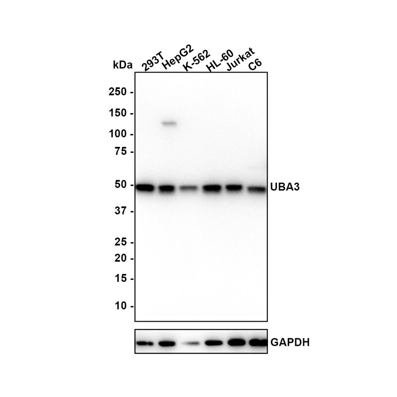 UBA3 Antibody (1B6-6-5-R) Western Blot: UBA3 Antibody (1B6-6-5-R) [NBP3-33073]
