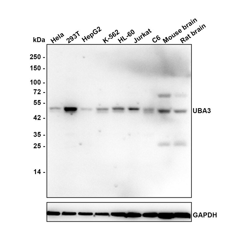UBA3 Antibody (1C10-5-5-R) Western Blot: UBA3 Antibody (1C10-5-5-R) [NBP3-33074]