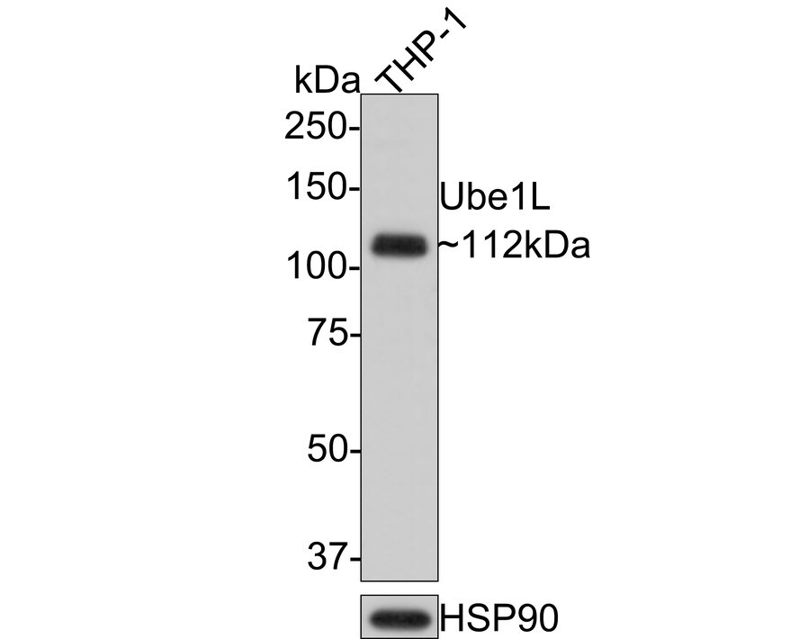 ISG15 Activating Enzyme/UBE1L Antibody (JE50-55) Western Blot: ISG15 Activating Enzyme/UBE1L Antibody (JE50-55) [NBP3-33075]