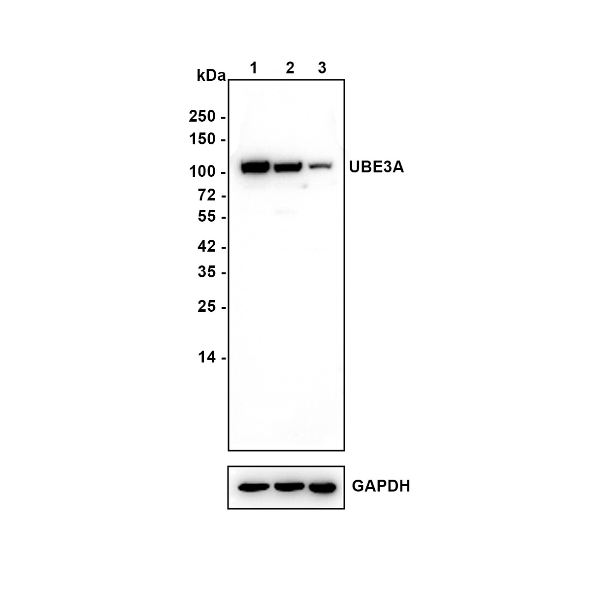 E6AP/UBE3A Antibody (JE32-48) Western Blot: E6AP/UBE3A Antibody (JE32-48) [NBP3-33077]
