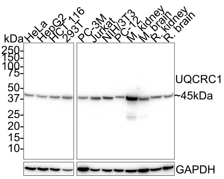 UQCRC1 Antibody (PSH01-23)
