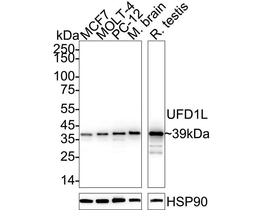 UFD1L Antibody (JE64-80) Western Blot: UFD1L Antibody (JE64-80) [NBP3-33080]