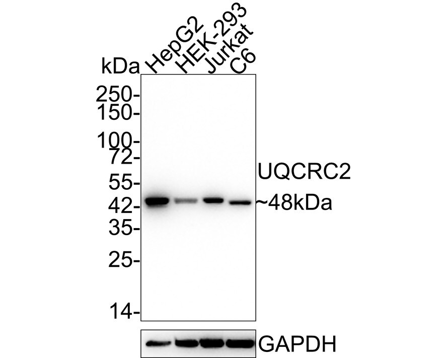 UQCRC2 Antibody (JE32-56) Western Blot: UQCRC2 Antibody (JE32-56) [NBP3-33085]